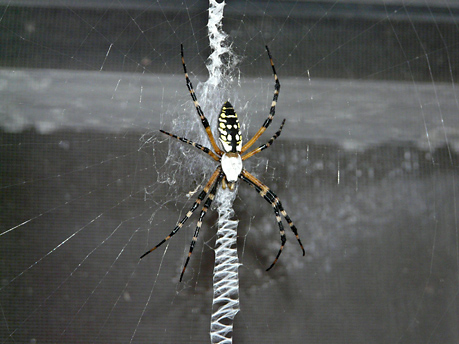 Florida Spiders Vr360 Florida Vacation Rentals